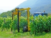 Trimmer for vineyard model model 220T